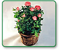 Potted Pink Rose